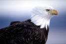 EAGLEBIG
