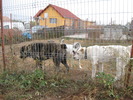 poze 11.10.2009 Jucu 014