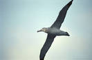 Antarctic,albatros_ 2