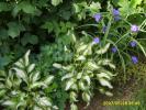 hosta si tradescantia