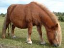 shetland-pony