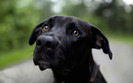 1883_samedog_2560x1600
