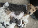 cuib foxterrier sarmos