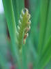 Crocosmia Bud (2009, July 10)