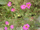 DSC00777