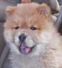puiutz chow chow 10