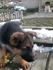 catei ciobanesc german