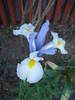 Iris Silvery Beauty (2009, May 24)