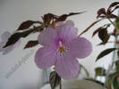 Achimenes Dot 1