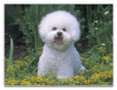 bichon_frise_a_cecd