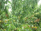 DSCI0444