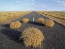 Tumbleweeds, New South Wales, Australia