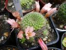 Rebutia