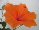 Hibiscus portocaliu 2