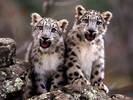 Double_Trouble_Snow_Leapord_Cubs