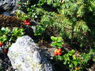 DSCF4477