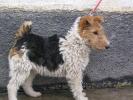 fox terrier cu par sarmos