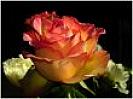 trandafir_superb