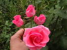 Picture 043