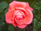 trandafir_roz_6-1024x768