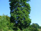 DSCF4621