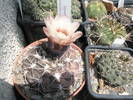 Gymnocalycium