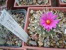 Turbinicarpus alonsoi
