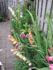 Gladiole mici si mari 21 iul 2009