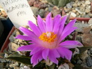 ariocarpus_agavoides