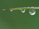 Dew Drops on a Blade of Grass