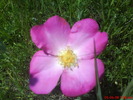 DSC00306
