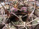 Gymnocalycium pflanzii v albipulpa, boboci.