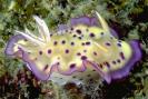 13KunieNudibranch432