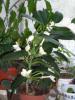 stephanotis