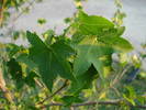 Liquidambar styraciflua (2009, Aug.04)