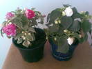 impatiens