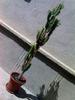 Euphorbia Trigonia