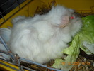 porumbel nou 026