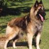 CIOBANESC BELGIAN TERVUEREN