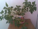 impatiens roz involt