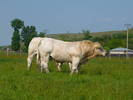 taur Charolais - Benjamin