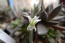 Haworthia - floare