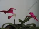 Streptocarpus southshore 3