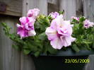 Petunii Rosy Ripple 23 mai 2009 (2)