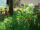 flori in gradina 1