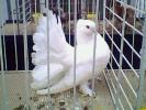 IMG0279A