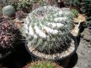 Mammillaria