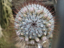 Mammillaria  perezdelarosae