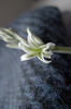 Haworthia - floare