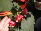 abutilon lila  am pierdut-o